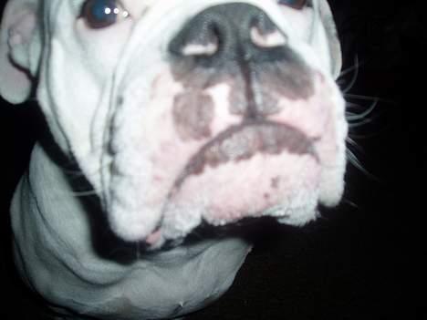 Amerikansk bulldog ozzy osbourne - er jeg ikk bare lækker billede 9