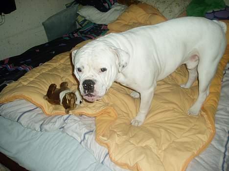 Amerikansk bulldog ozzy osbourne - kom nu mor fang bamsen billede 10