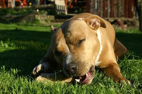 Amerikansk staffordshire terrier Alina - Ups jeg faldt vidst i søvn billede 13