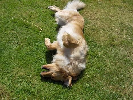 Hovawart Terkel - En tur på græsset er ikke så dårligt. billede 9