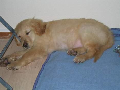 Hovawart Terkel - Jeg var da sød da jeg var lille. billede 10