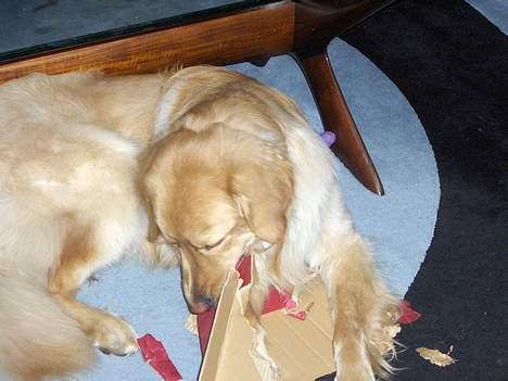 Hovawart Terkel - Jeg ødelægger aldrig noget... kun når jeg får lov. billede 11