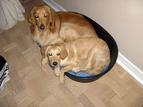 Hovawart Terkel - Det er Terkel den mørkeste, den anden er Lunde. billede 12