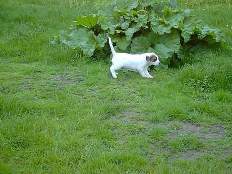 Blanding af racer zara billede 1