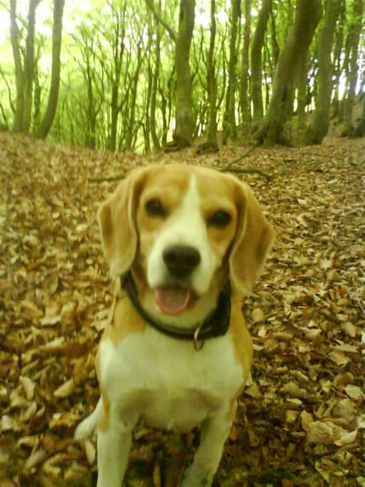 Beagle Sofus (lille Y) billede 1