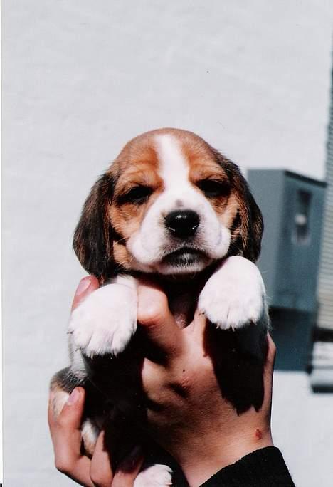 Beagle Sofus (lille Y) - Det er det enste billede jeg har fra han var hvalp... billede 2