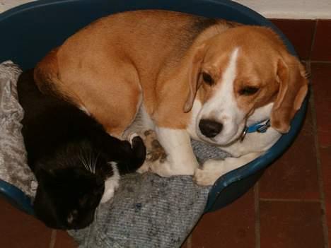 Beagle Sofus (lille Y) - Øv hvorfor skal hun også ligge i min kurv...? billede 3