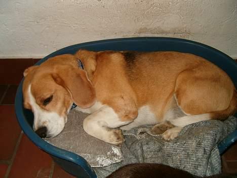 Beagle Sofus (lille Y) - Snork zzzzz...!! billede 4