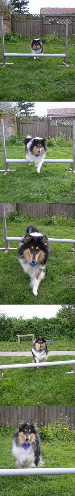 Collie langhåret Lucca   - Første gang hun sprang rigtigt. billede 5