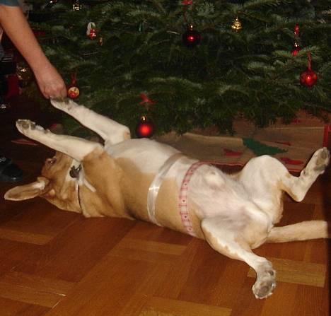 Beagle Sofus (lille Y) - Julegrisen Sofus billede 5