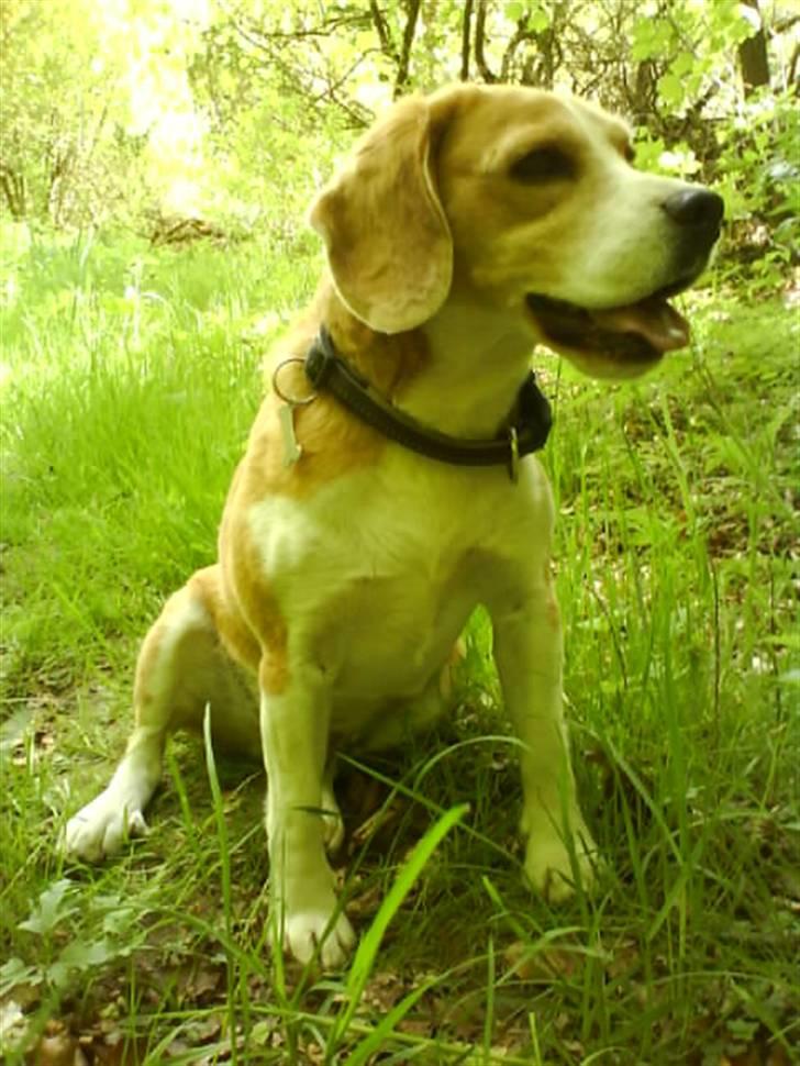 Beagle Sofus (lille Y) billede 6