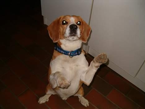 Beagle Sofus (lille Y) billede 7