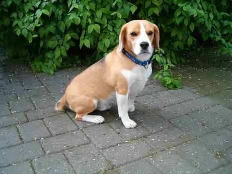 Beagle Sofus (lille Y) billede 8