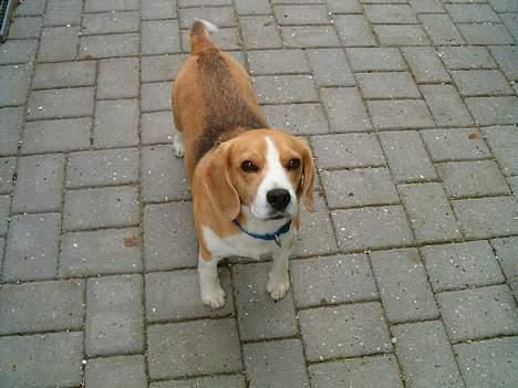 Beagle Sofus (lille Y) billede 9