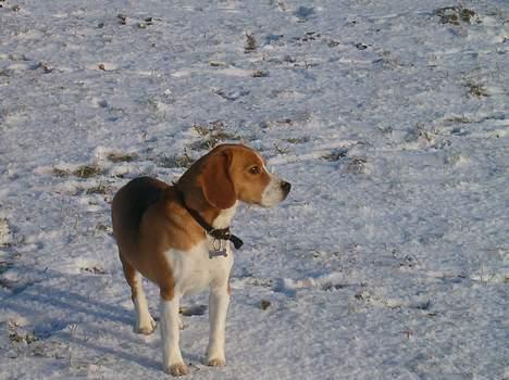 Beagle Sofus (lille Y) billede 10