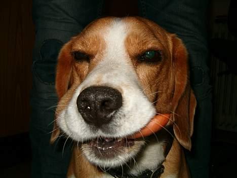 Beagle Sofus (lille Y) - Pølse tyven... billede 11
