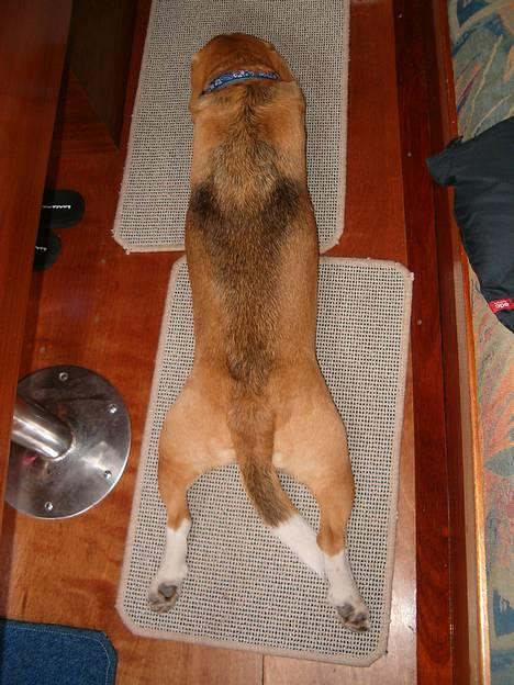 Beagle Sofus (lille Y) - ahh skønt med en lur.. billede 12