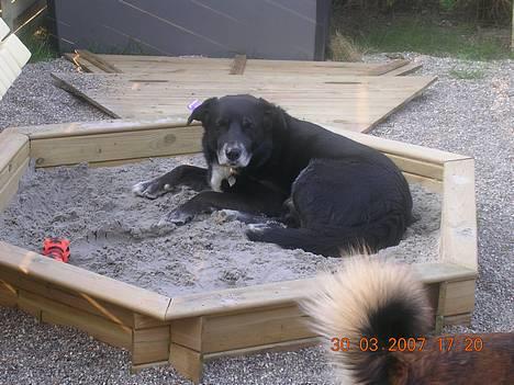 Blanding af racer Bamse R.I.P :'( - uuhhaa......en dejlig sandkasse (forår 07´) billede 9