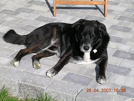 Blanding af racer Bamse R.I.P :'( - Nyder solen....... billede 10