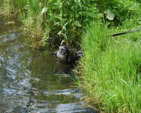 Gravhund Gandalf. - Dejligt med en tur i søen :0) billede 12