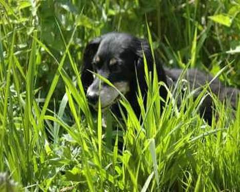 Gravhund Nubber - Dejligt med græs, til at gemme sig i :0) billede 6