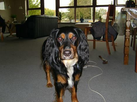 Blanding af racer Bailey billede 1