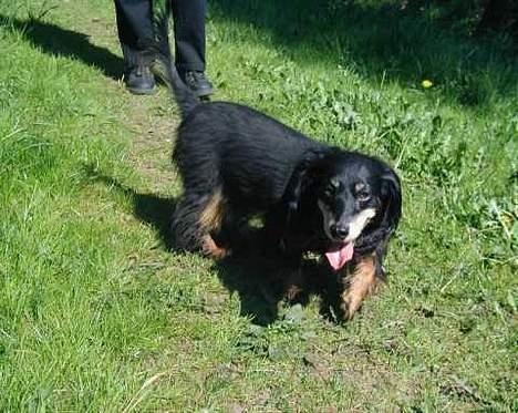 Gravhund Nubber - Puh hvor er der varmt:0) billede 7