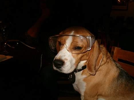 Beagle Sofus (lille Y) - Nytår 2006 billede 13