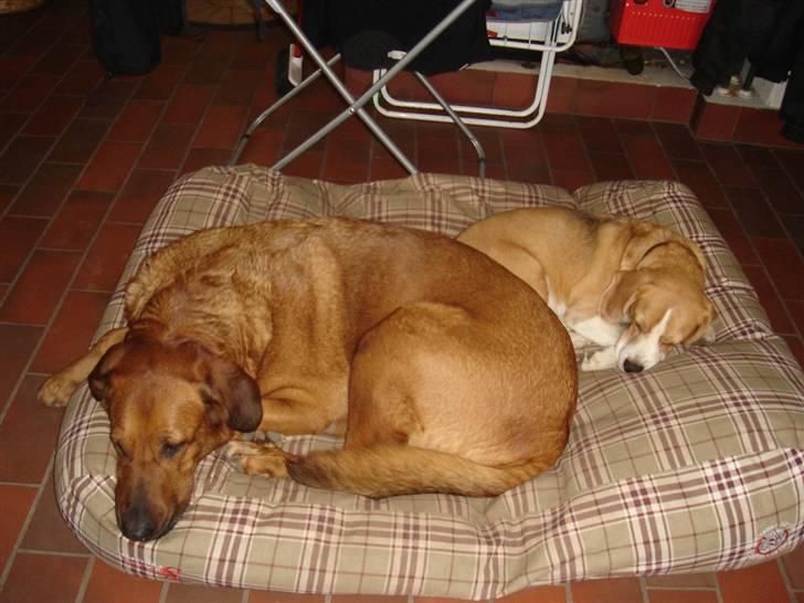 Beagle Sofus (lille Y) - Sofus og hans beste legekammerat "pølse" billede 14