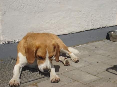 Beagle Sofus (lille Y) billede 15