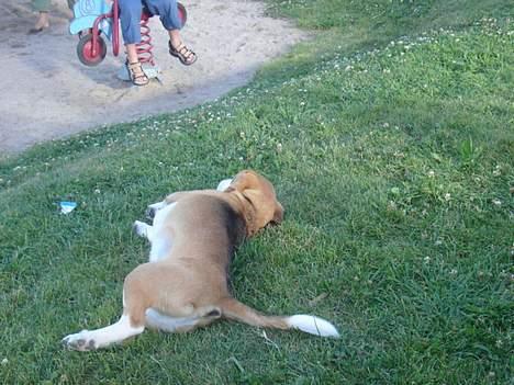 Beagle Sofus (lille Y) billede 16