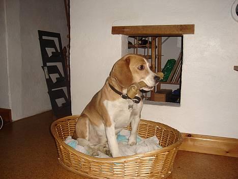 Beagle Sofus (lille Y) - Lille hund stort ben billede 17