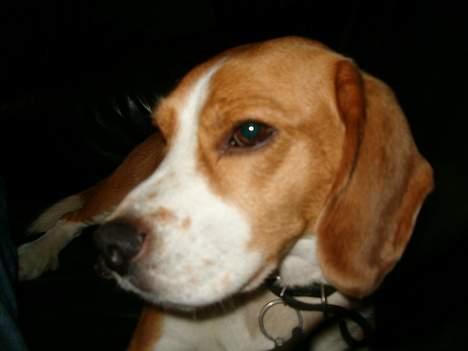 Beagle Sofus (lille Y) billede 18