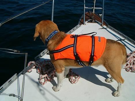 Beagle Sofus (lille Y) billede 19