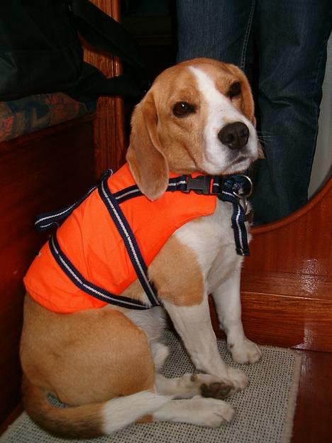 Beagle Sofus (lille Y) - den lille skibs hund billede 20