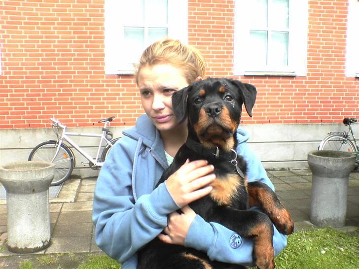 Rottweiler Samson - samson den 25/6-2006 vejer nu 20,10 kg billede 1