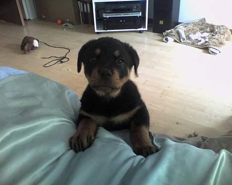 Rottweiler Samson - altså.. hvordan kommer jeg der op. billede 2