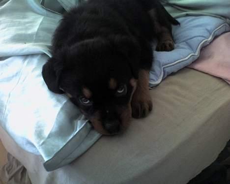 Rottweiler Samson - er jeg ikke sød?? vil du nusse mig lidt. billede 3