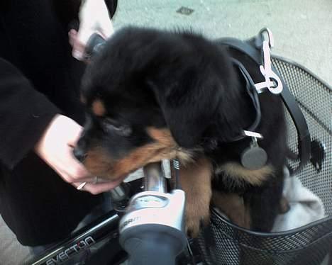 Rottweiler Samson - jeg er så doven.. godt man kan blive kørt rundt. billede 4