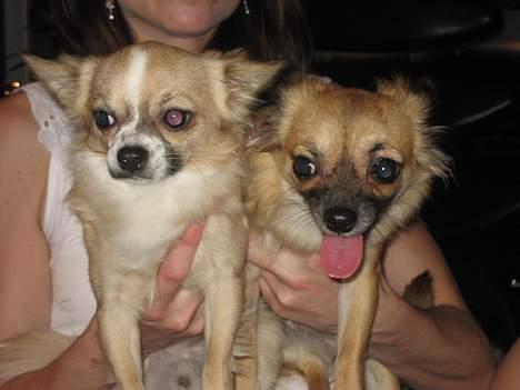 Chihuahua Chanel no. 5 - Gucci og Canel <3 billede 9