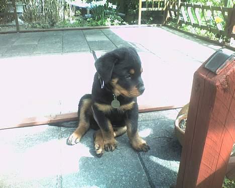 Rottweiler Samson - hmmm mon det smager godt?? billede 5
