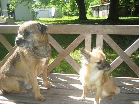 Chihuahua Chanel no. 5 - Polle og Chanel <3 billede 10