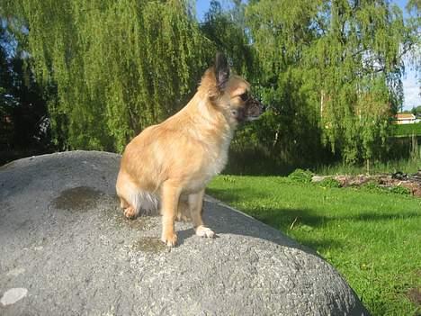 Chihuahua Chanel no. 5 - Chanel no. 5 billede 11