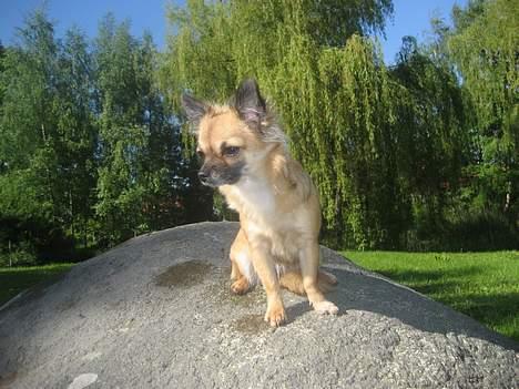 Chihuahua Chanel no. 5 - Chanel no. 5 billede 12