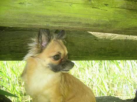 Chihuahua Chanel no. 5 - Chanel no. 5 billede 13