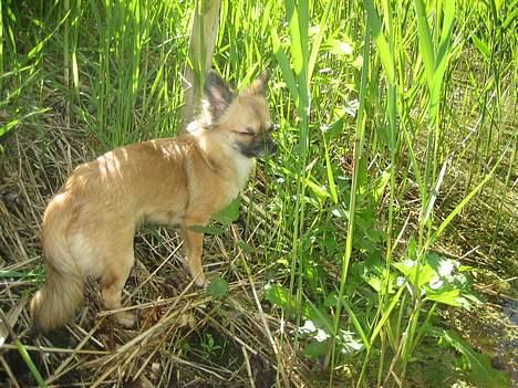 Chihuahua Chanel no. 5 - Chanel no. 5 billede 14