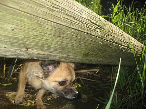 Chihuahua Chanel no. 5 - Chanel no. 5 billede 15