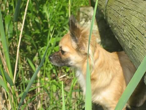 Chihuahua Chanel no. 5 - Chanel no. 5 billede 16