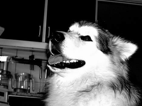 Alaskan malamute unavoq´s cheveyo Cody billede 5