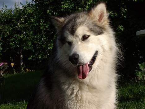 Alaskan malamute unavoq´s cheveyo Cody billede 6